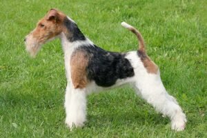 wire fox terrier dog breed